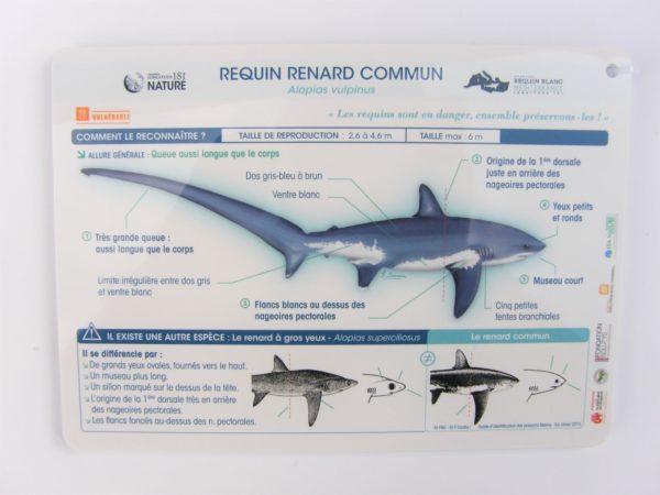 Jeu de fiches requin renard commun par Longitude 181