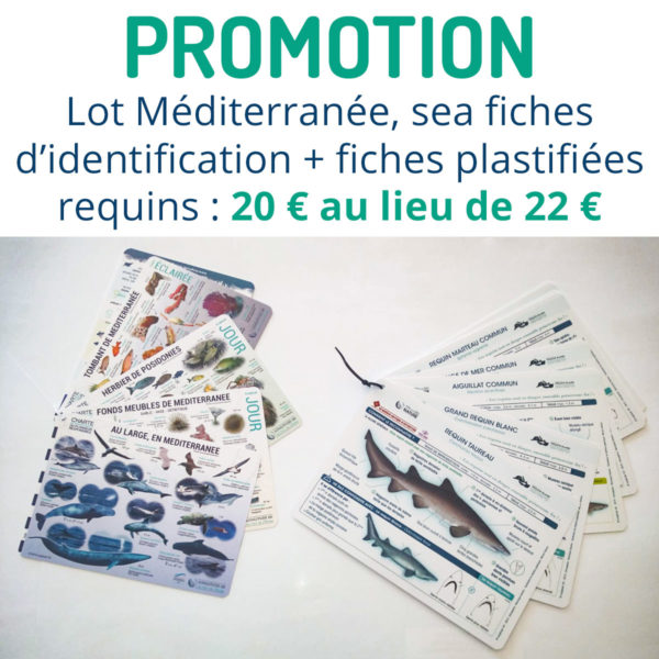 Lot sea fiches et fiches plastifiées Méditerranée