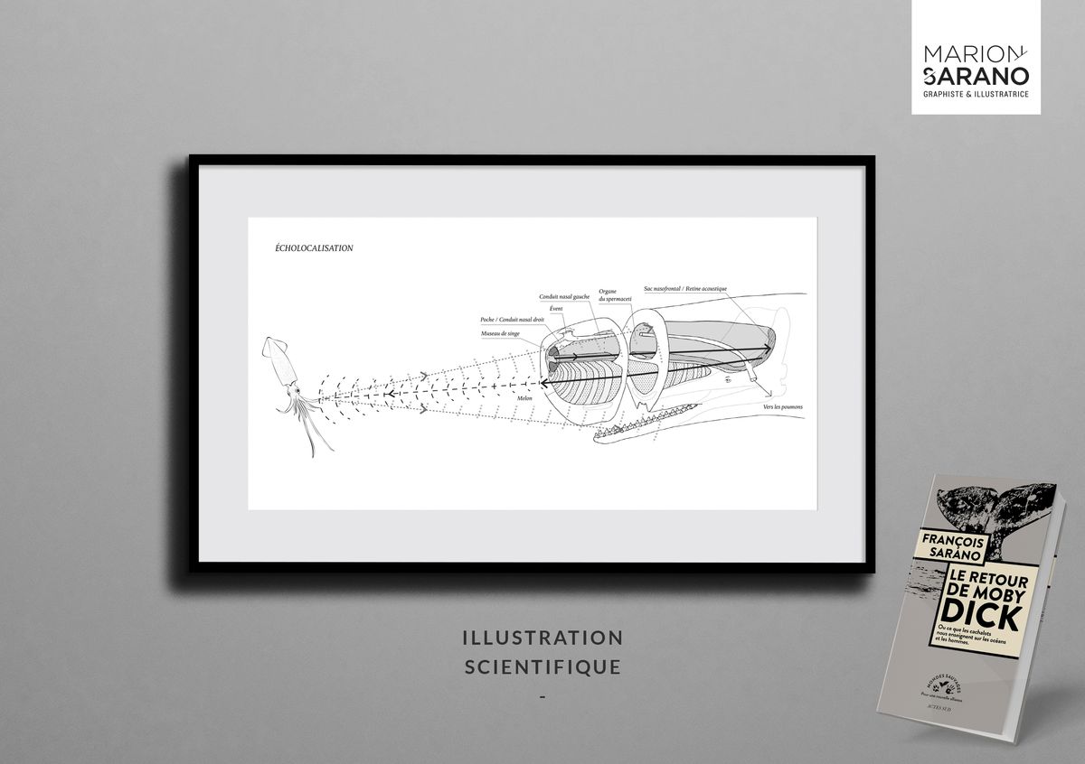 Illustration scientifique par Marion Sarano Livre Le retour de Moby Dick