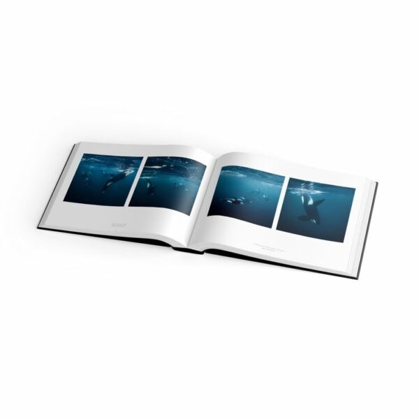 Livre ØRCAS - Stéphane Granzotto - Des photographies faites en plongée, au plus près des orques, en Norvège
